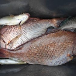 こかわ渡船　雅丸 釣果