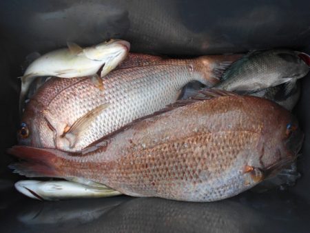 こかわ渡船　雅丸 釣果