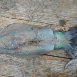 こかわ渡船　雅丸 釣果