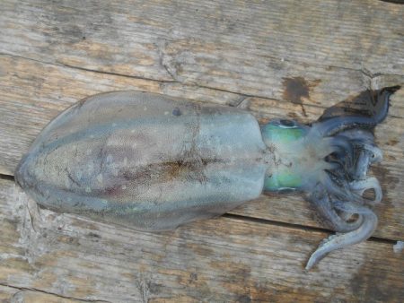 こかわ渡船　雅丸 釣果