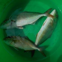 こかわ渡船　雅丸 釣果