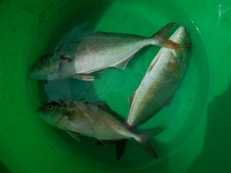 こかわ渡船　雅丸 釣果