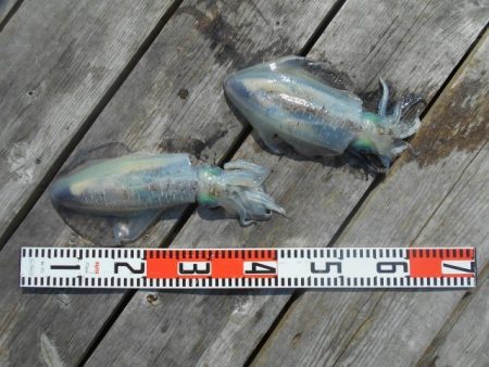 こかわ渡船　雅丸 釣果