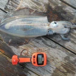 こかわ渡船　雅丸 釣果