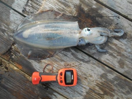 こかわ渡船　雅丸 釣果