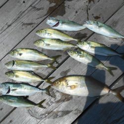 こかわ渡船　雅丸 釣果