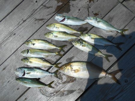 こかわ渡船　雅丸 釣果