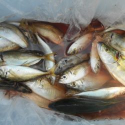 こかわ渡船　雅丸 釣果