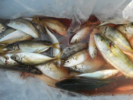 こかわ渡船　雅丸 釣果