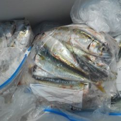 こかわ渡船　雅丸 釣果