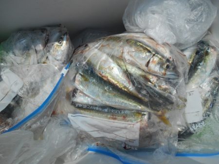 こかわ渡船　雅丸 釣果