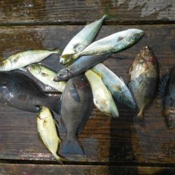 こかわ渡船　雅丸 釣果