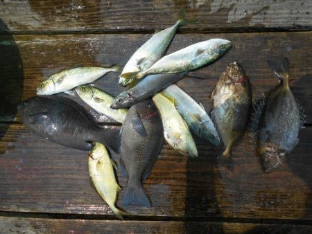 こかわ渡船　雅丸 釣果