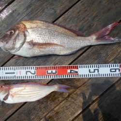 こかわ渡船　雅丸 釣果