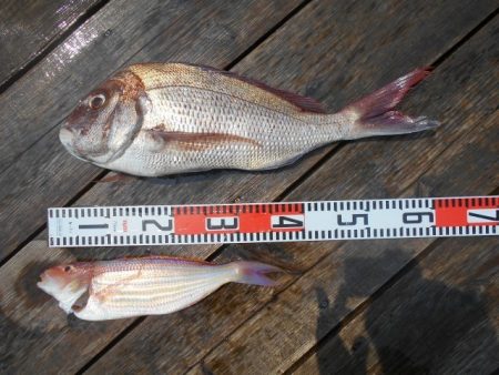 こかわ渡船　雅丸 釣果