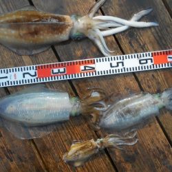 こかわ渡船　雅丸 釣果