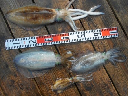 こかわ渡船　雅丸 釣果