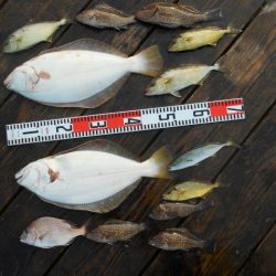 こかわ渡船　雅丸 釣果