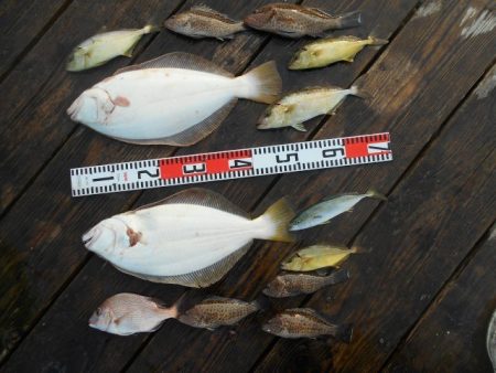 こかわ渡船　雅丸 釣果