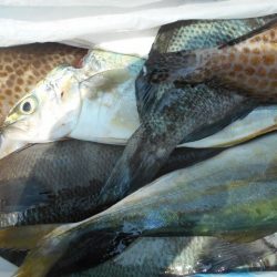 こかわ渡船　雅丸 釣果