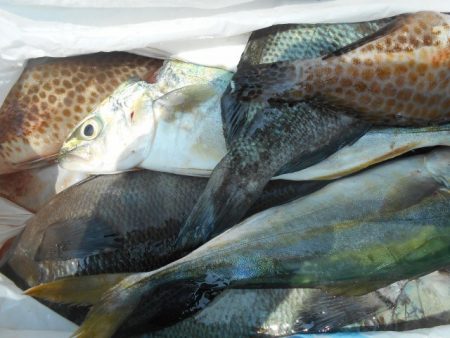 こかわ渡船　雅丸 釣果