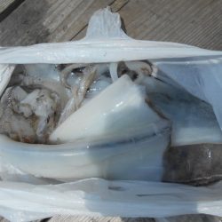 こかわ渡船　雅丸 釣果