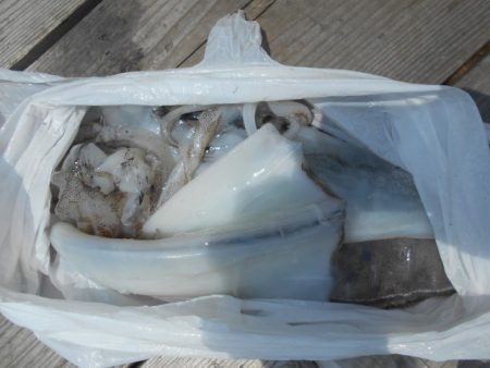 こかわ渡船　雅丸 釣果