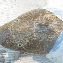 こかわ渡船　雅丸 釣果