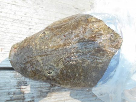 こかわ渡船　雅丸 釣果