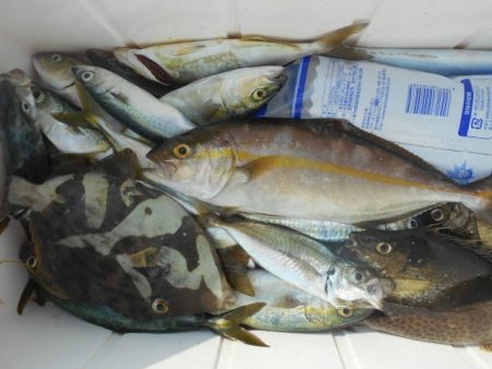 こかわ渡船　雅丸 釣果