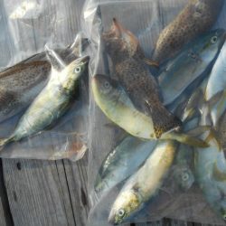 こかわ渡船　雅丸 釣果