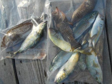 こかわ渡船　雅丸 釣果