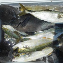 こかわ渡船 雅丸 釣果
