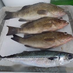 フィッシングボート空風(そらかぜ) 釣果