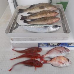 フィッシングボート空風(そらかぜ) 釣果