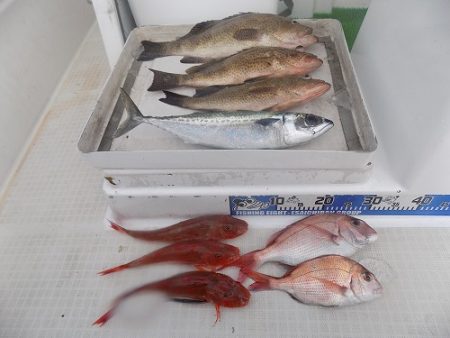 フィッシングボート空風(そらかぜ) 釣果