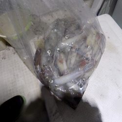 フィッシングボート空風(そらかぜ) 釣果