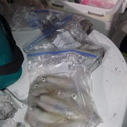 フィッシングボート空風(そらかぜ) 釣果