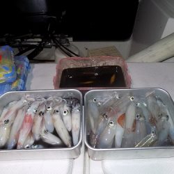 フィッシングボート空風(そらかぜ) 釣果