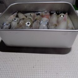 フィッシングボート空風(そらかぜ) 釣果