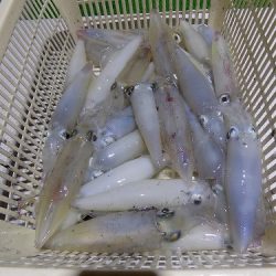 フィッシングボート空風(そらかぜ) 釣果