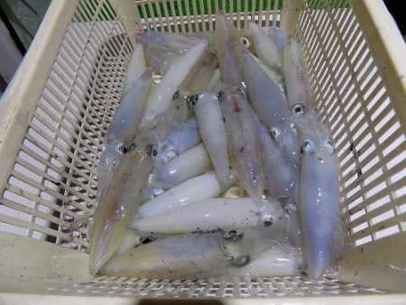 フィッシングボート空風(そらかぜ) 釣果