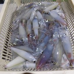 フィッシングボート空風(そらかぜ) 釣果