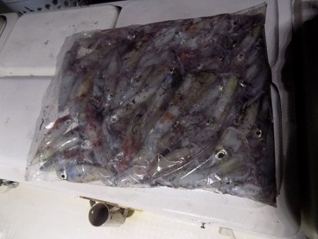 フィッシングボート空風(そらかぜ) 釣果