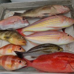 フィッシングボート空風（そらかぜ） 釣果