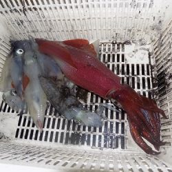 フィッシングボート空風(そらかぜ) 釣果