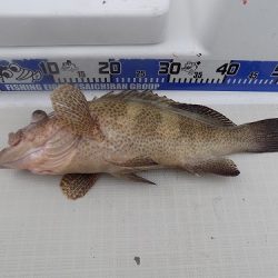 フィッシングボート空風（そらかぜ） 釣果