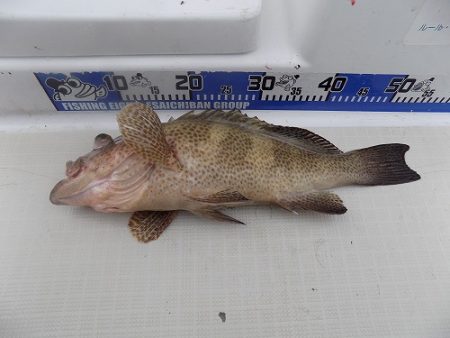 フィッシングボート空風（そらかぜ） 釣果