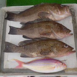 フィッシングボート空風（そらかぜ） 釣果