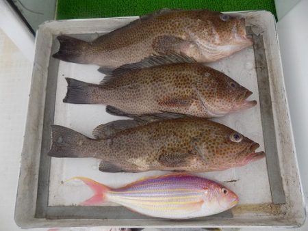 フィッシングボート空風（そらかぜ） 釣果